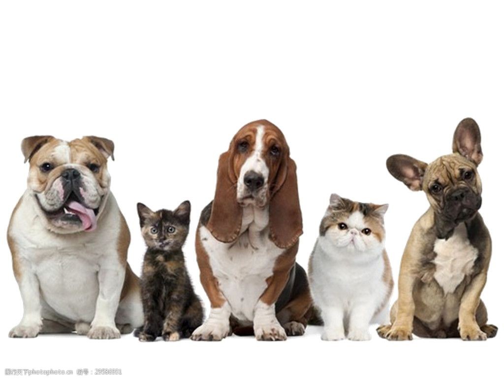 包含球员的宠物合集：有狗有猫还有羊？的词条